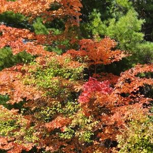 Meet your Posher, Linette